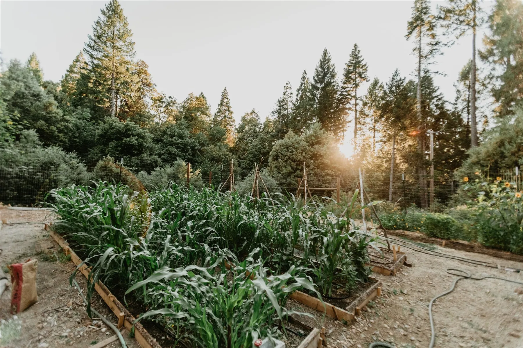 The corn field at sunset, low light coming through the pines behind it