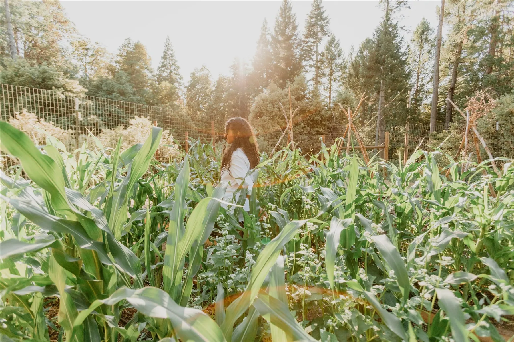 Stone House Lodge — forty-four acres in the Sierra Nevada foothills
