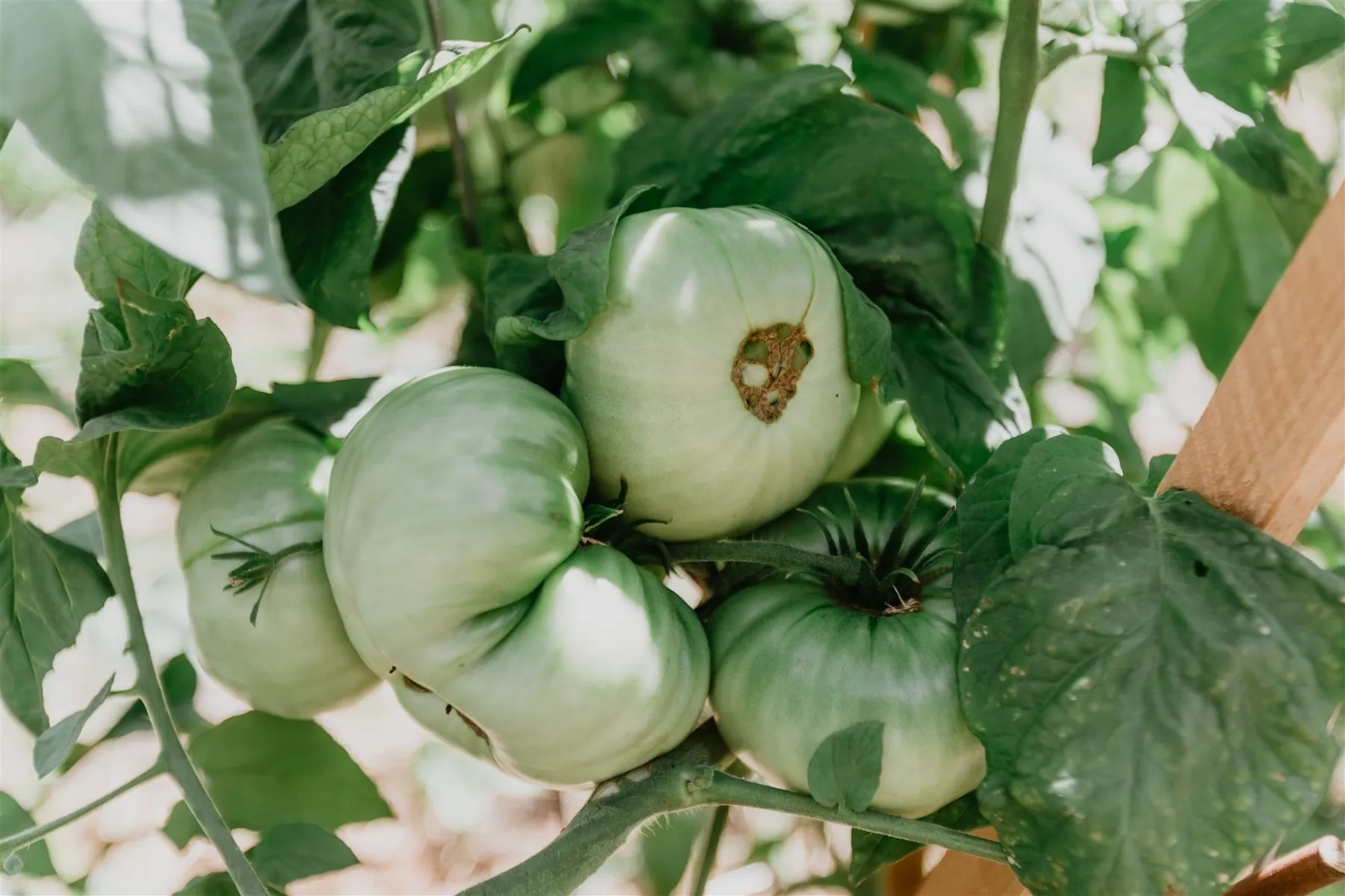 Green heirloom tomatoes ripening on the vine
