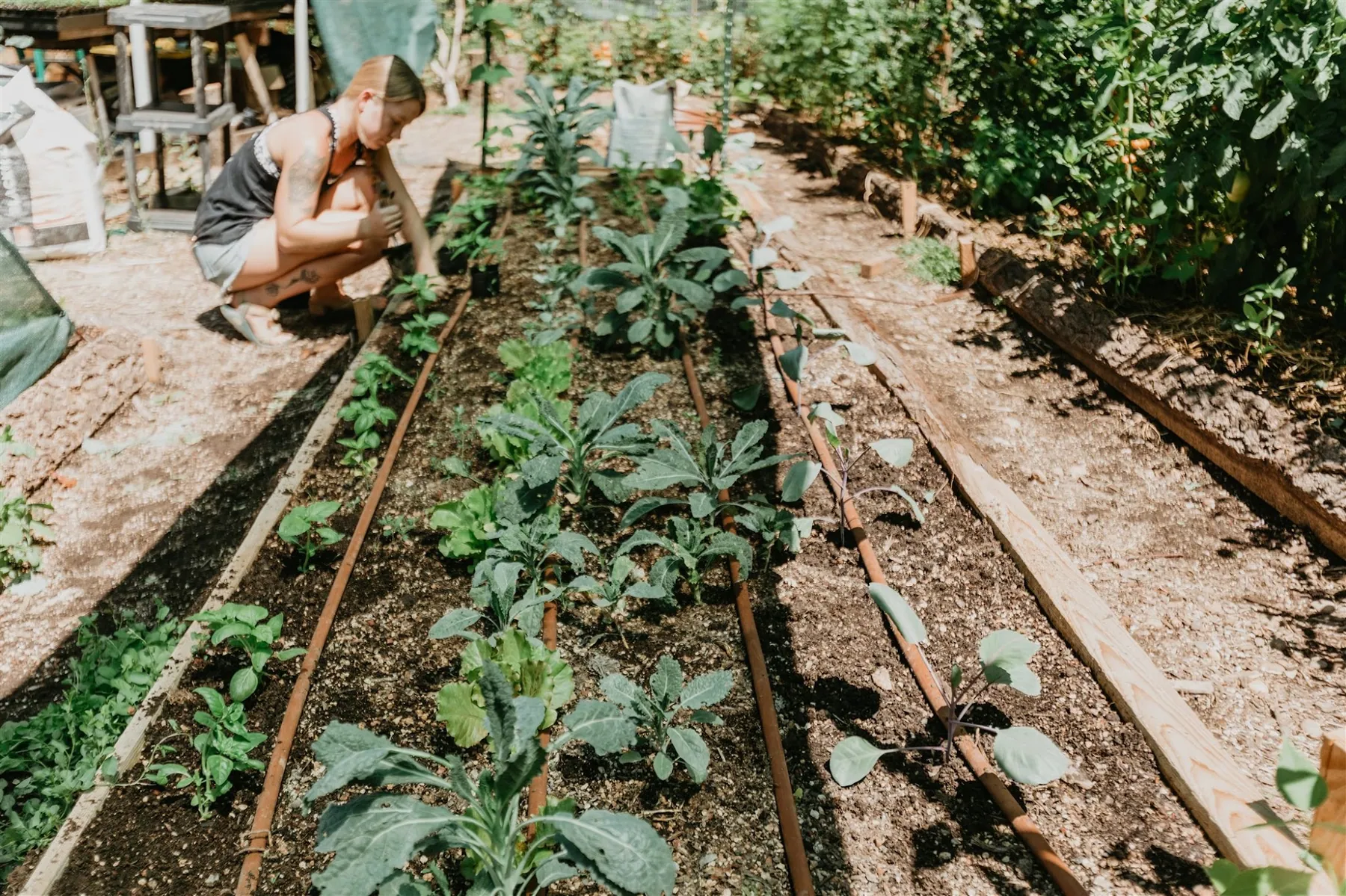 Someone tending seedlings in the farm's raised vegetable beds