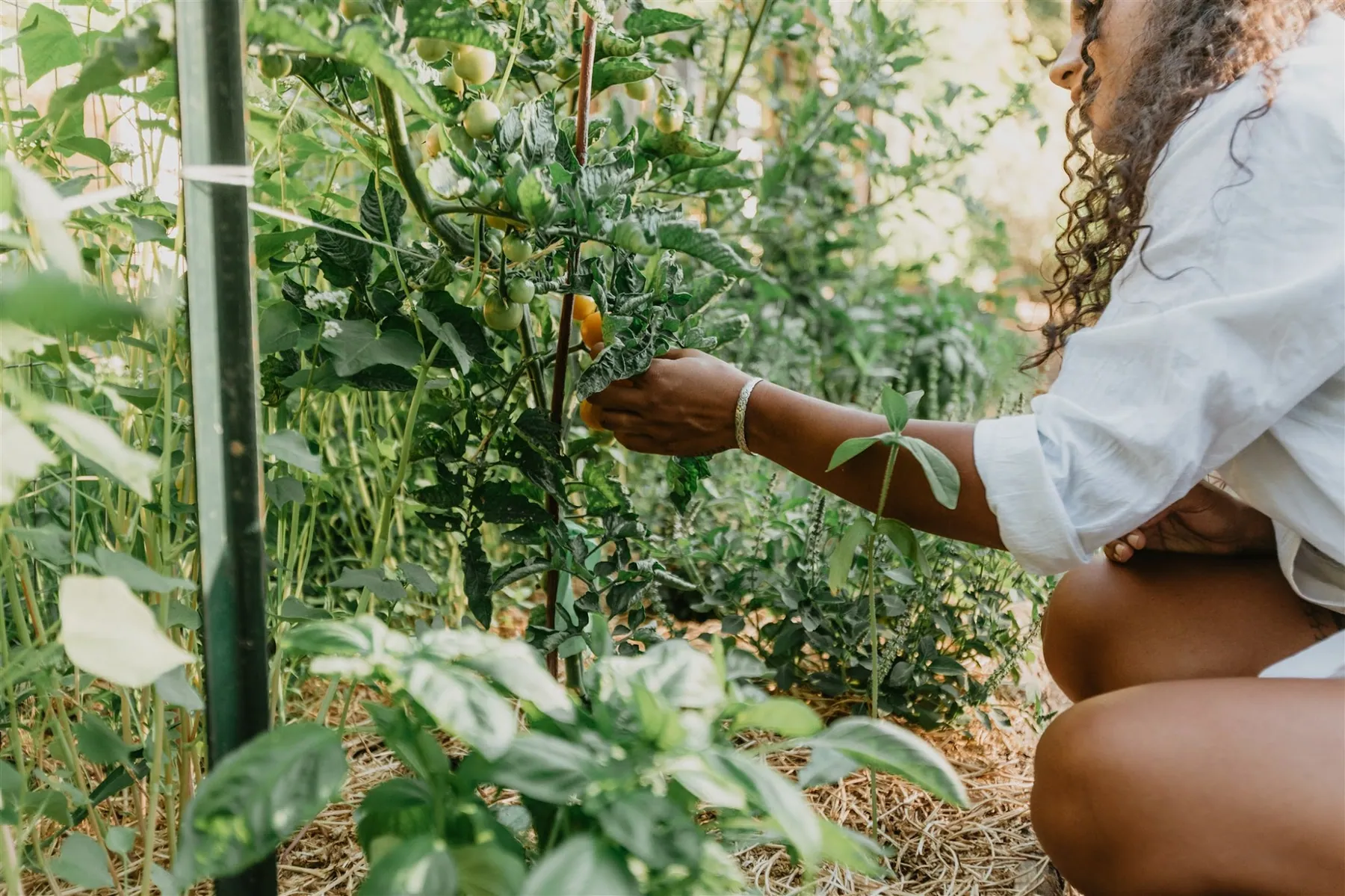 Hands tying staked tomato vines in the garden