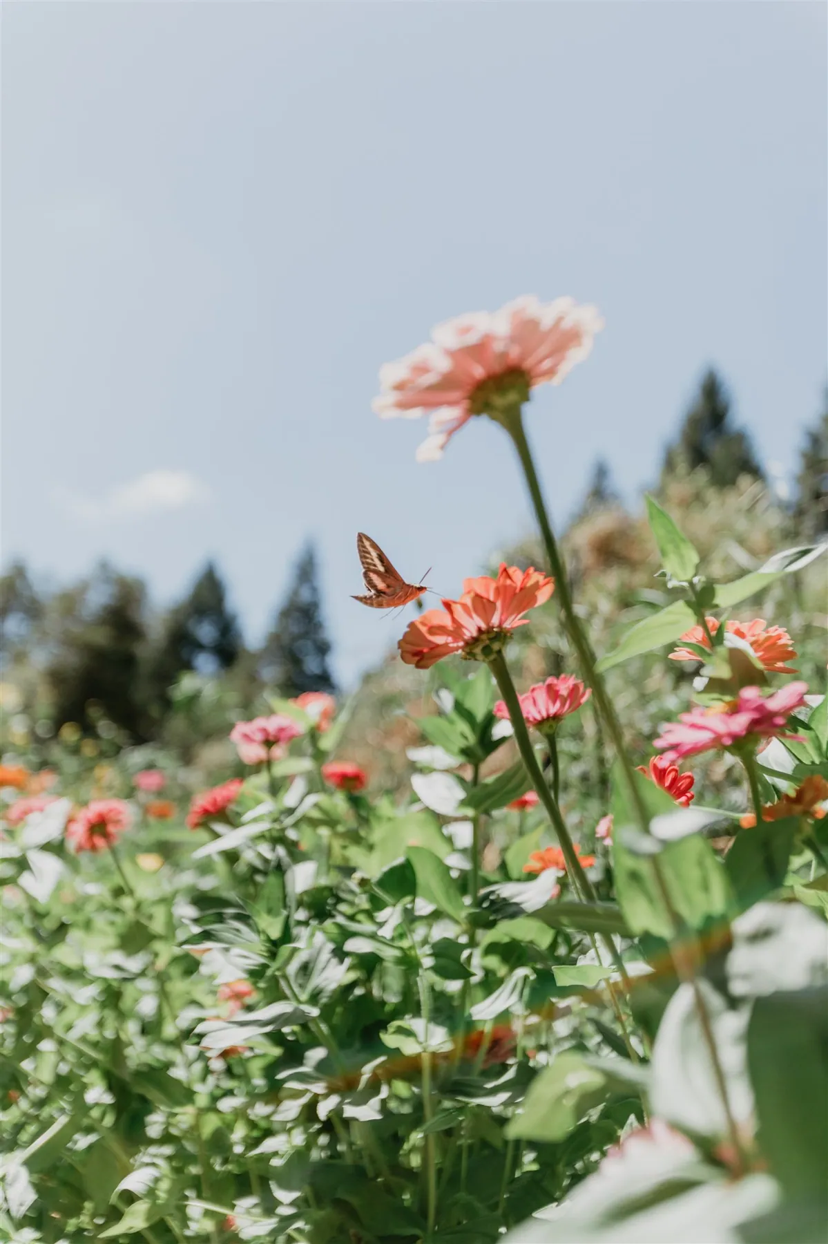 A butterfly resting on pink zinnias in the cutting garden against a clear sky