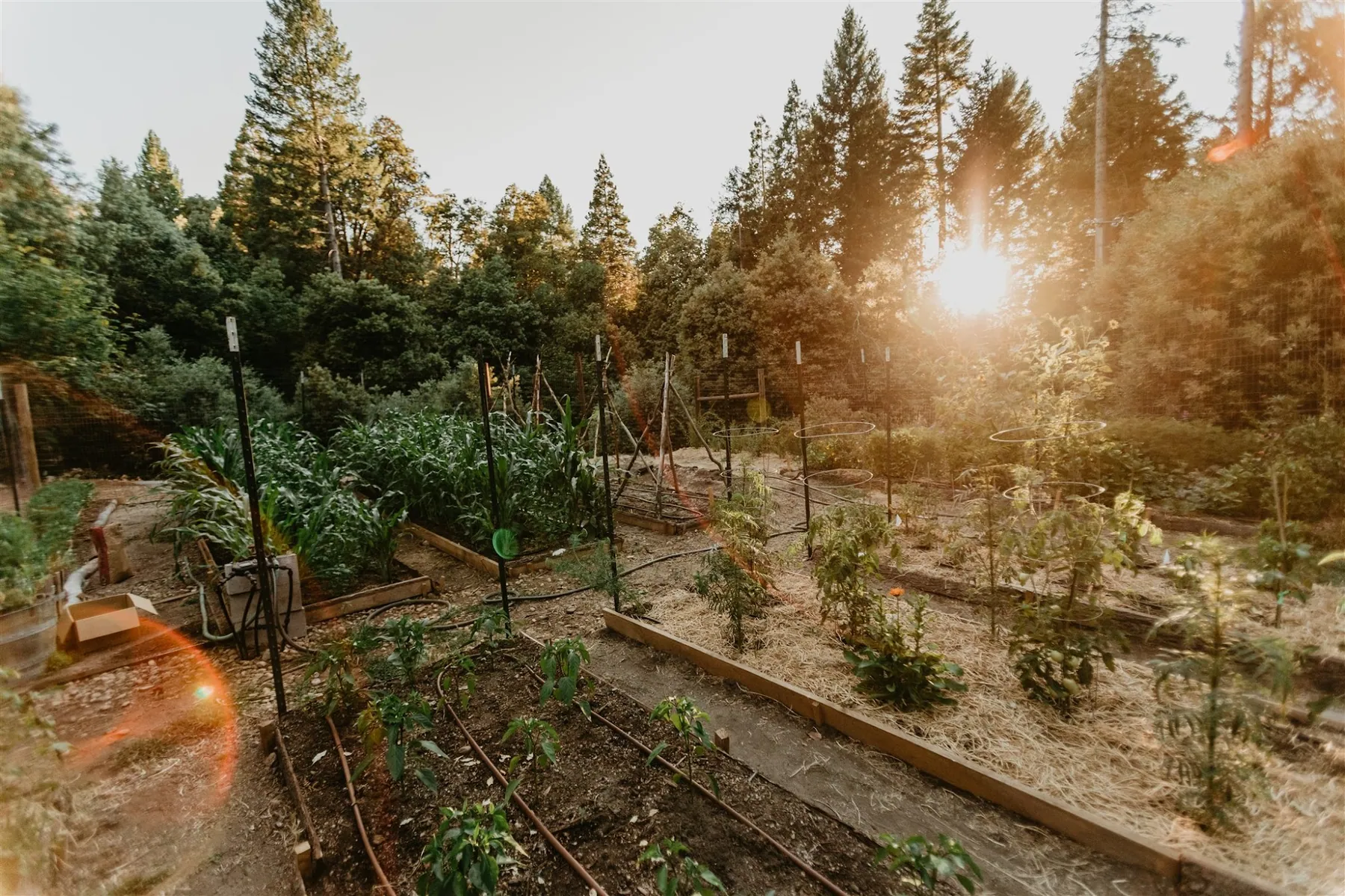 Rows of staked garden beds catching low sun through the pines