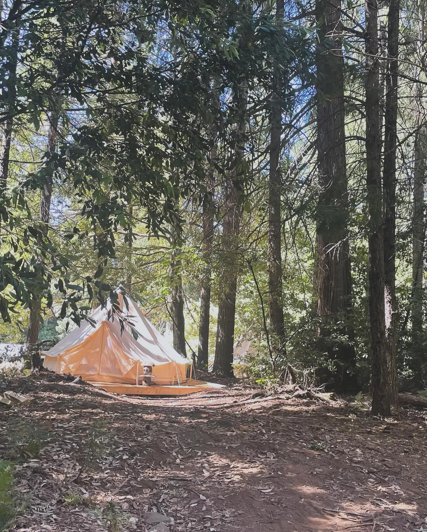 A canvas tent set deep among the conifers on the forest floor