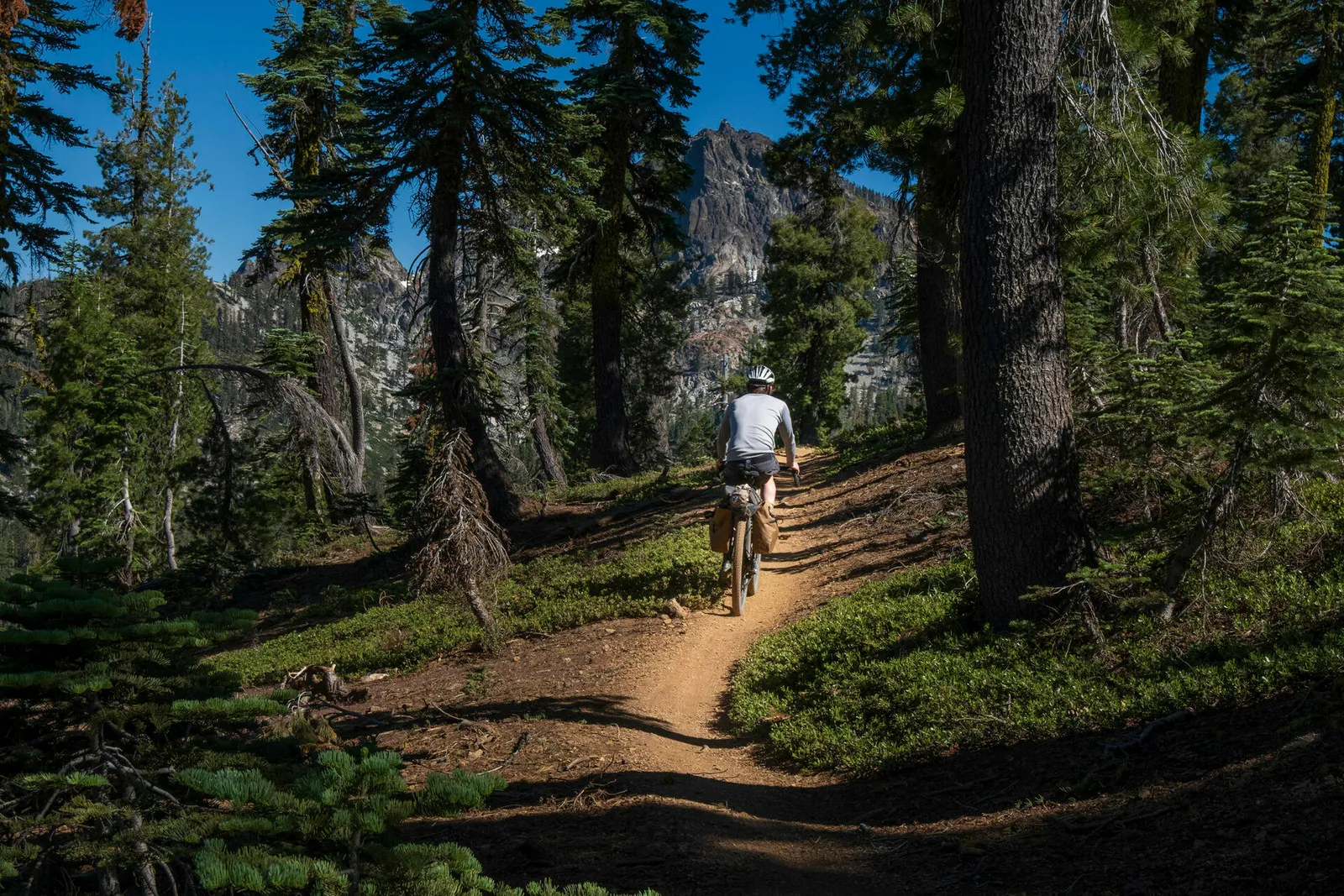 A mountain biker riding singletrack through a pine forest