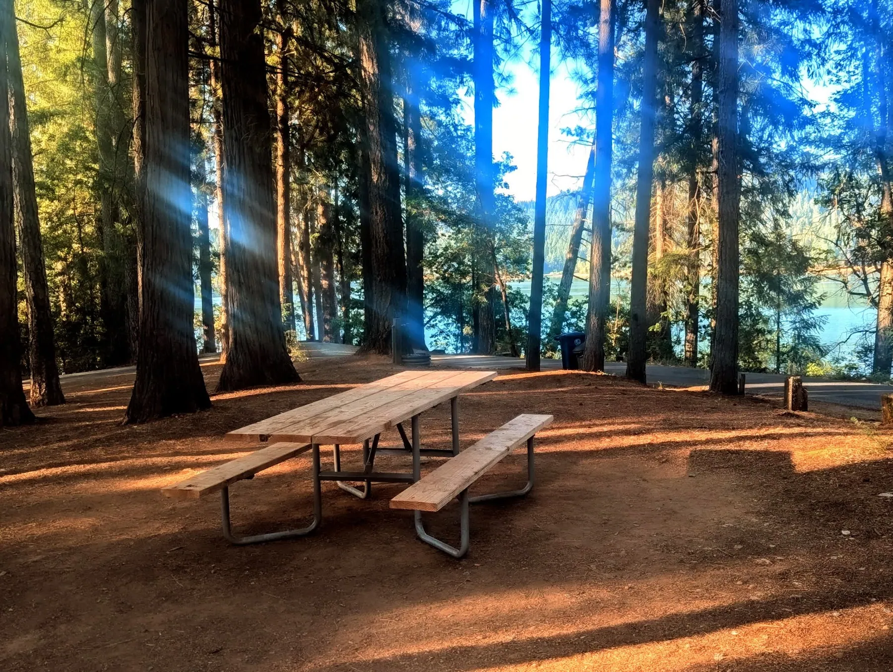 A picnic table in the pines at a Scott's Flat Lake campsite