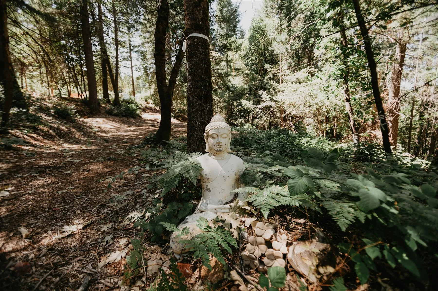 A stone Buddha among the ferns on the property