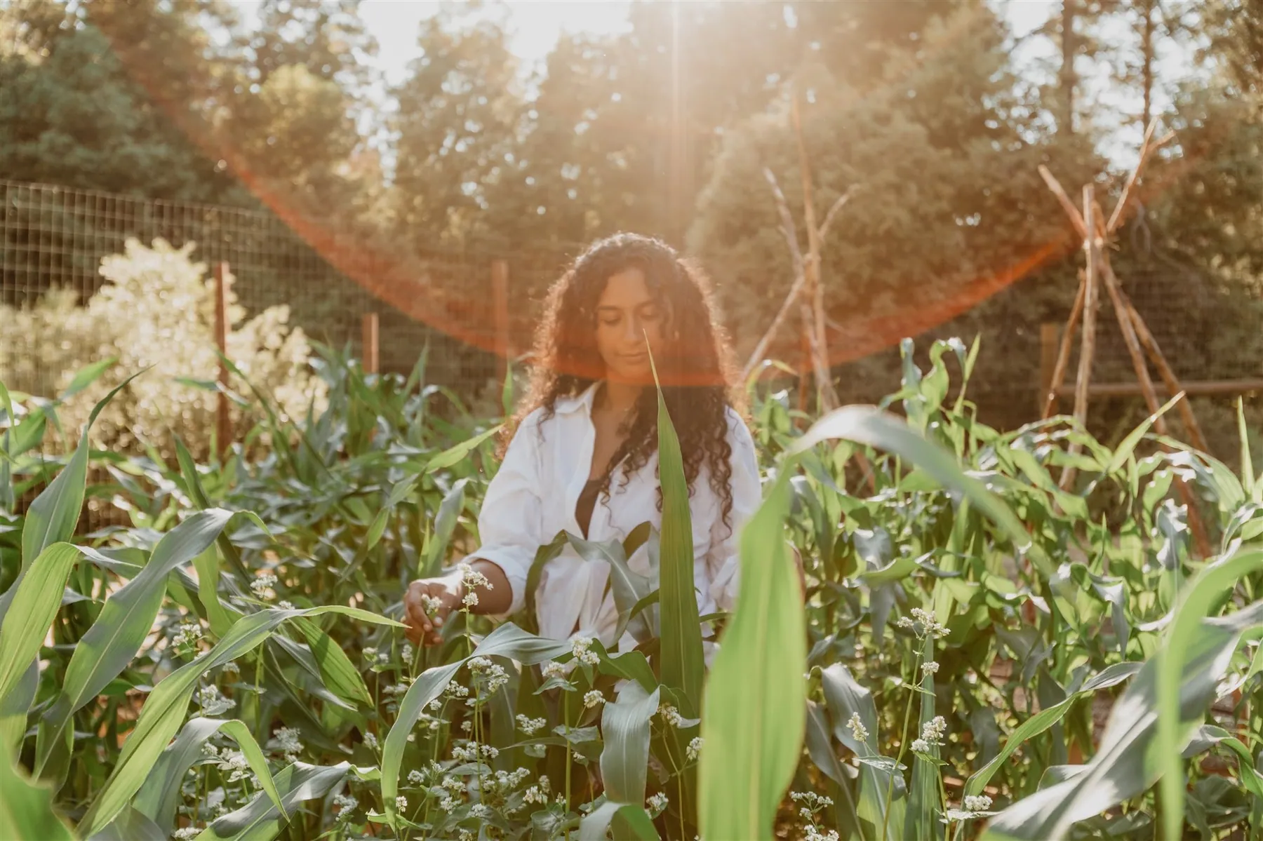 A woman walking through tall garden crops in morning light