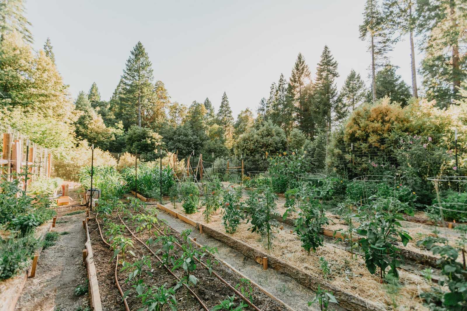 Rows of raised vegetable beds in the Stone House Lodge garden, tall pines behind